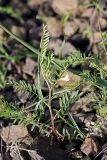 Astragalus schmalhausenii