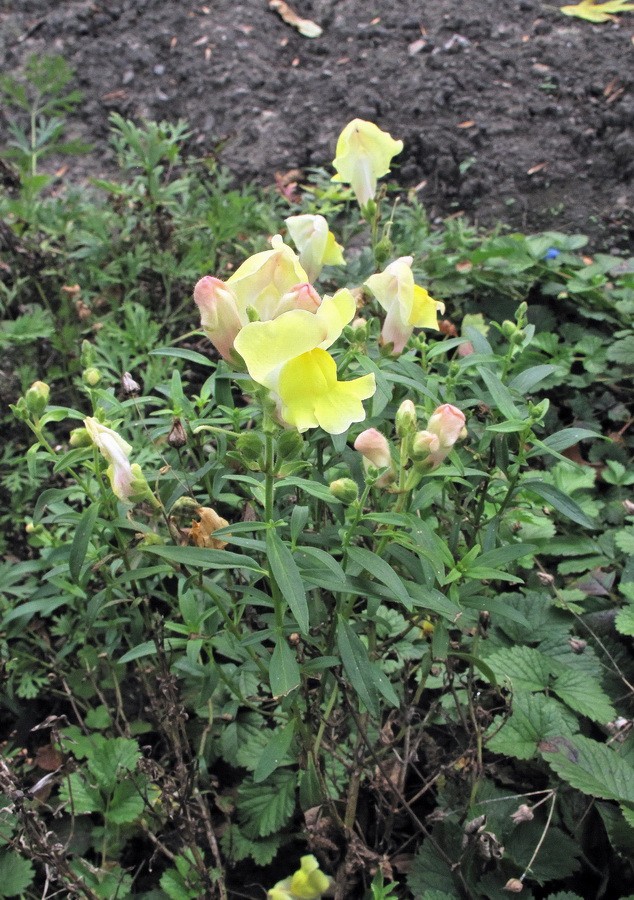 Изображение особи Antirrhinum majus.