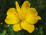 Trollius ledebourii