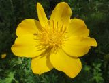 Trollius vicarius