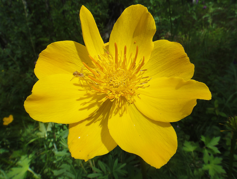 Изображение особи Trollius vicarius.