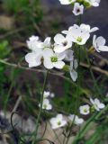 Cardamine pratensis