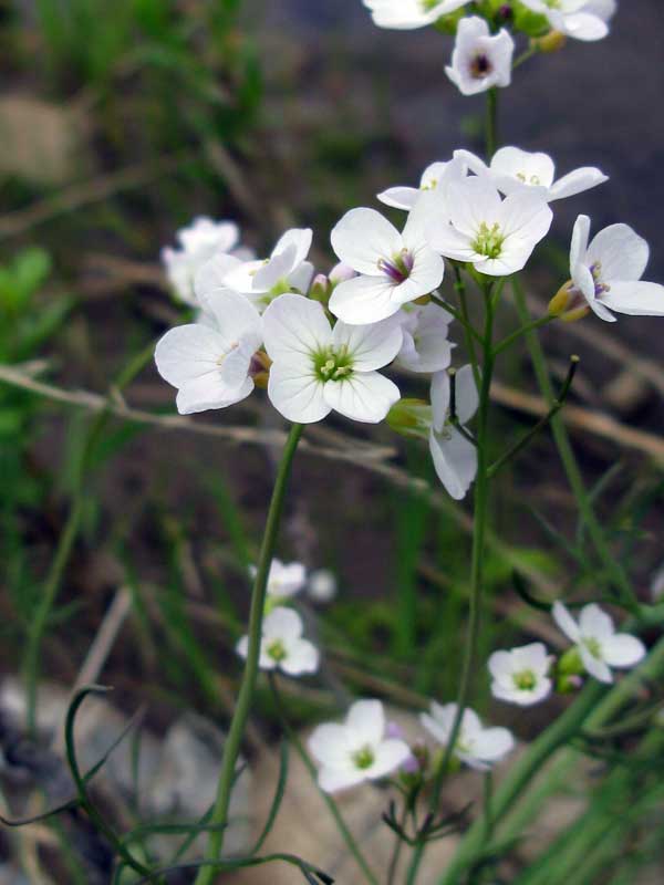 Изображение особи Cardamine pratensis.