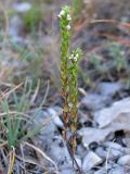 Euphrasia pectinata