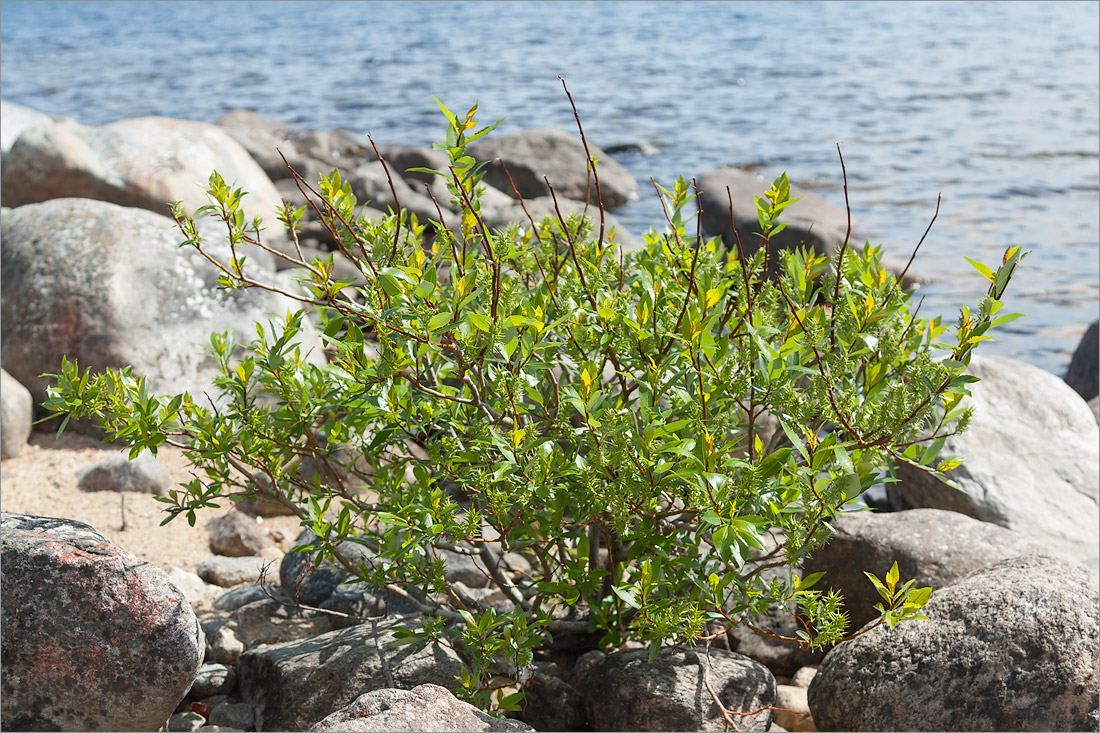 Изображение особи Salix phylicifolia.