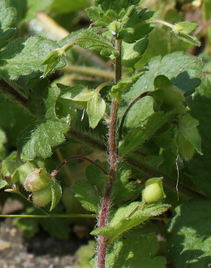 Image of Veronica polita specimen.