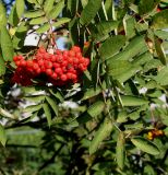 Sorbus aucuparia