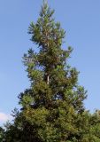 Cryptomeria japonica. Верхняя часть кроны взрослого дерева. Германия, г. Дюссельдорф, Ботанический сад университета. 04.09.2013.