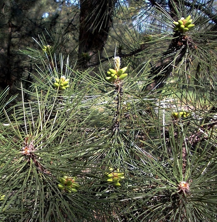 Изображение особи Pinus pallasiana.