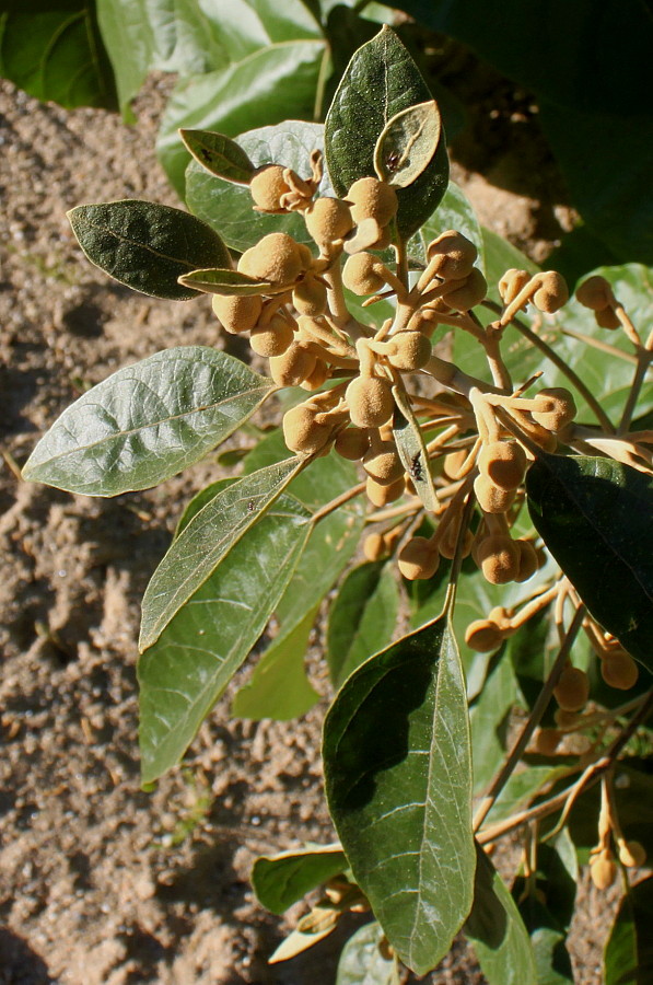 Изображение особи род Paulownia.