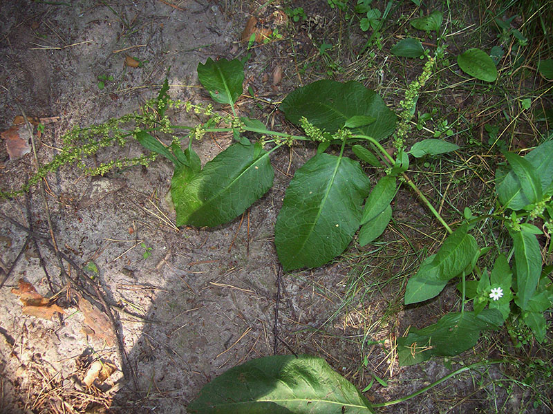 Image of Rumex obtusifolius specimen.