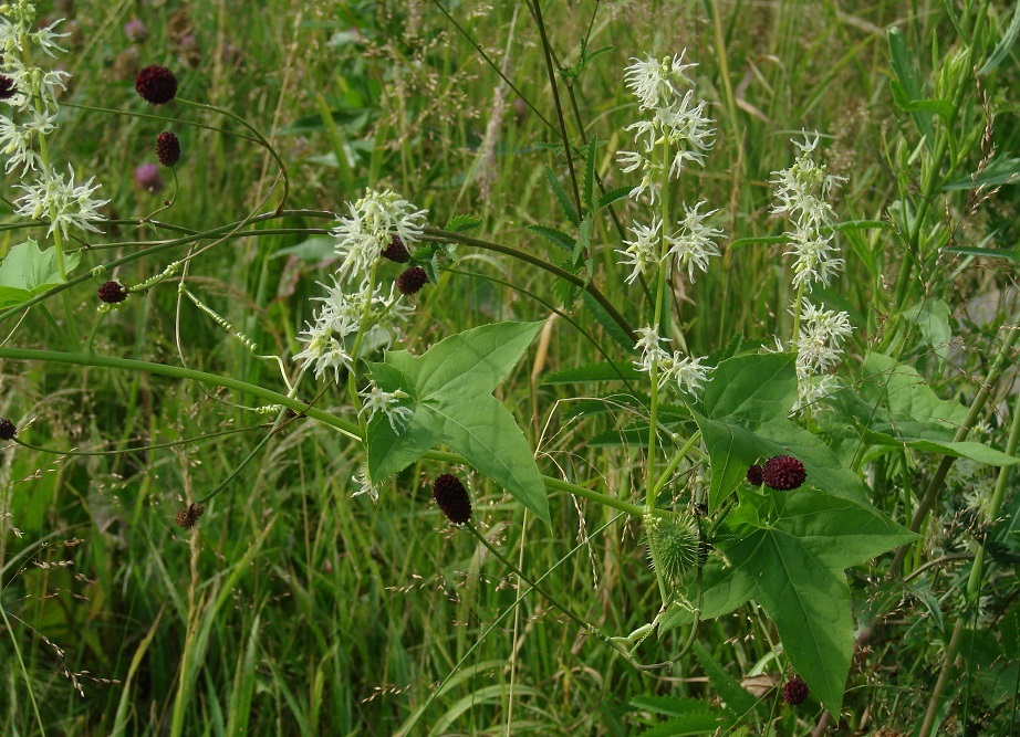 Изображение особи Echinocystis lobata.