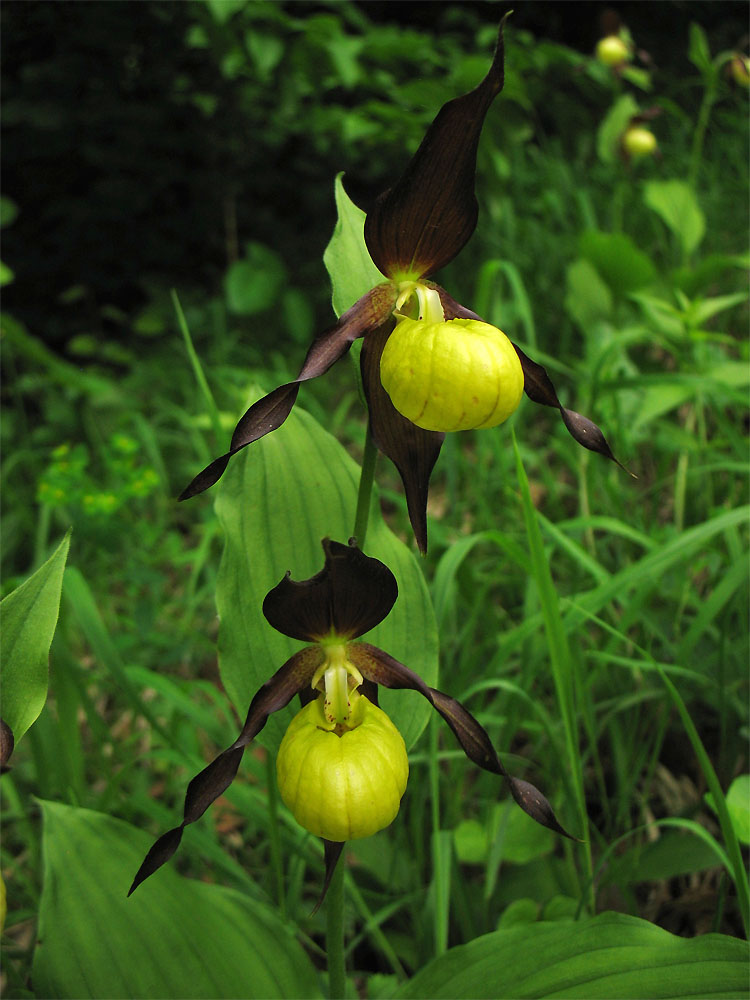 Изображение особи Cypripedium calceolus.