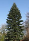 genus Abies. Взрослое растение. Германия. г. Кемпен, в культуре. 28.02.2014.