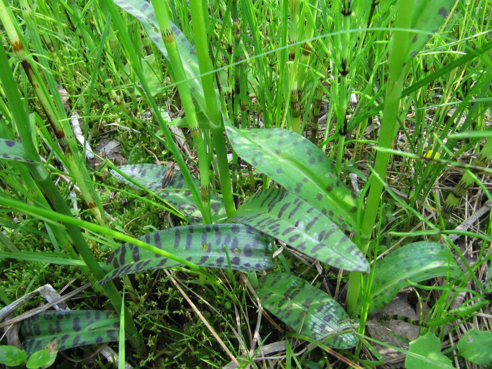 Изображение особи Dactylorhiza fuchsii.