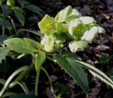 Helleborus argutifolius