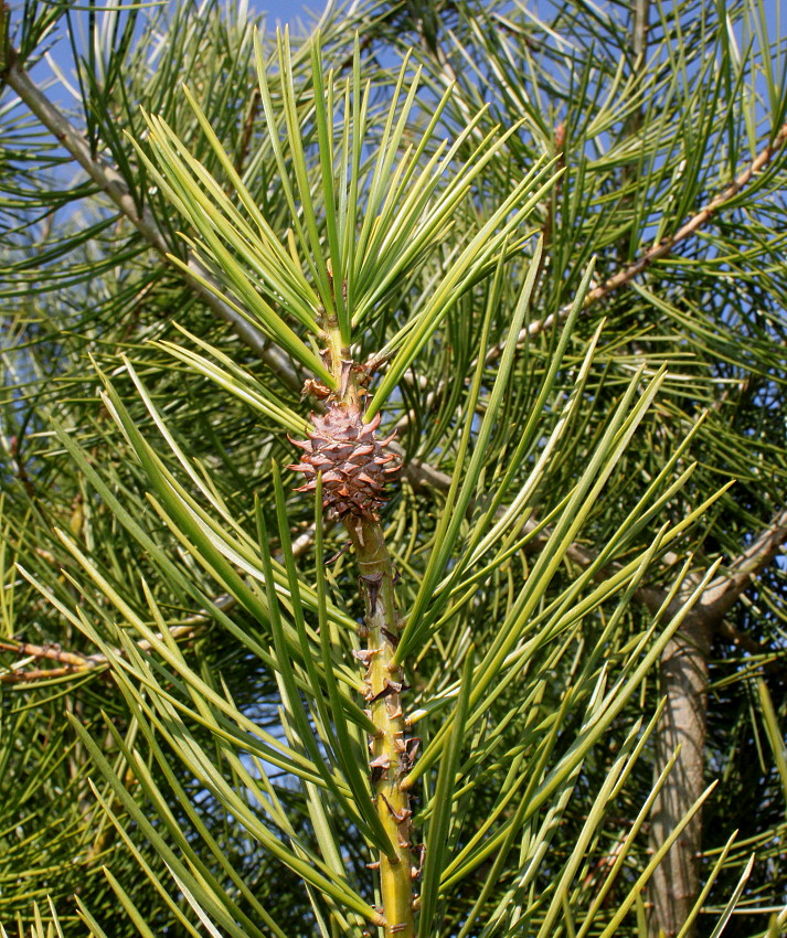 Image of Pinus bungeana specimen.