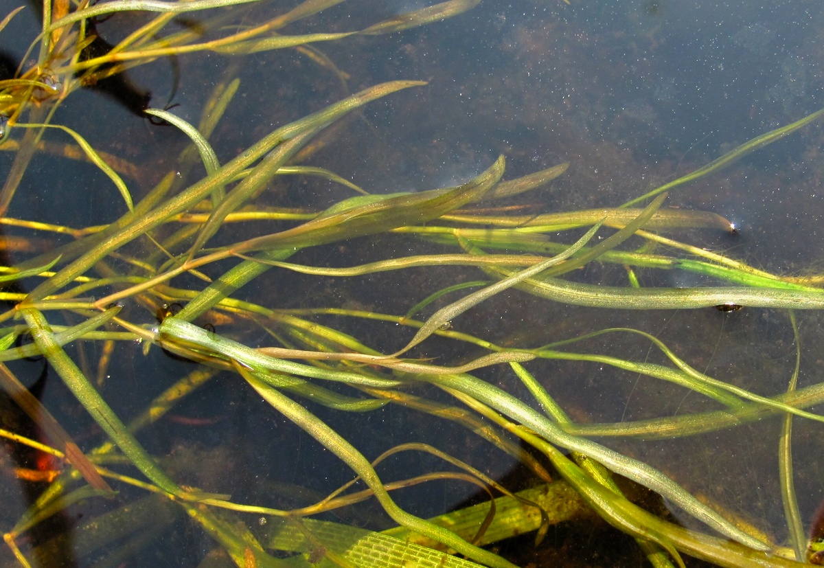 Изображение особи Potamogeton berchtoldii.