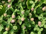 Trifolium fragiferum