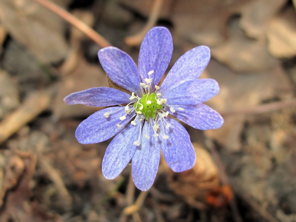 Image of Hepatica asiatica specimen.