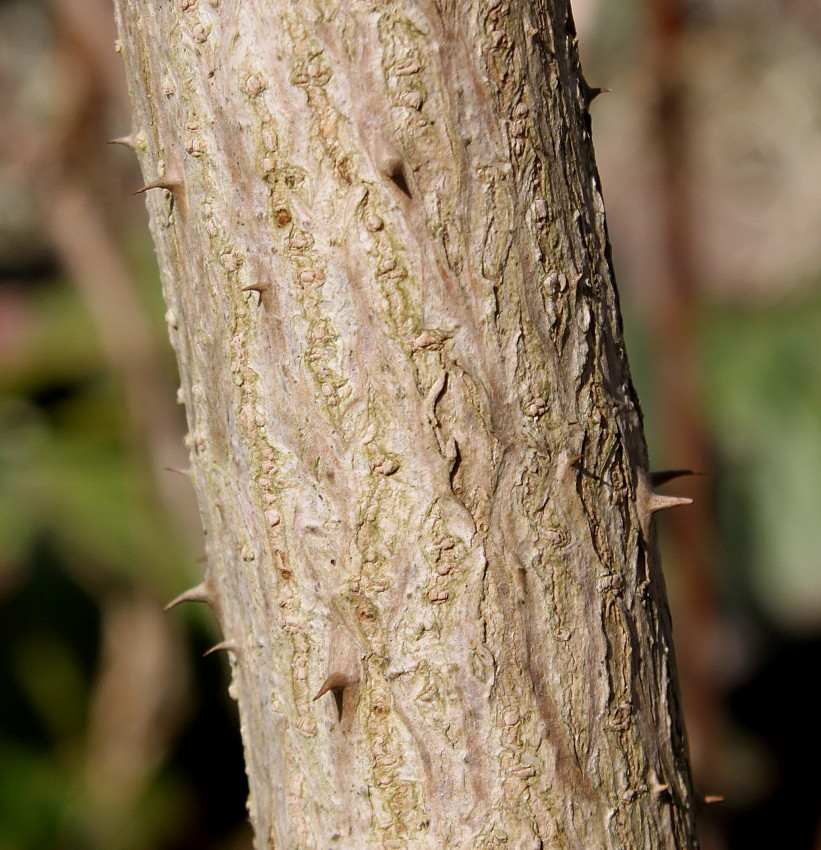 Image of genus Aralia specimen.