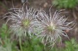 Pulsatilla vulgaris. Плоды. Германия, г. Дюссельдорф, Ботанический сад университета. 28.04.2014.