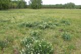 Lathyrus multijugus