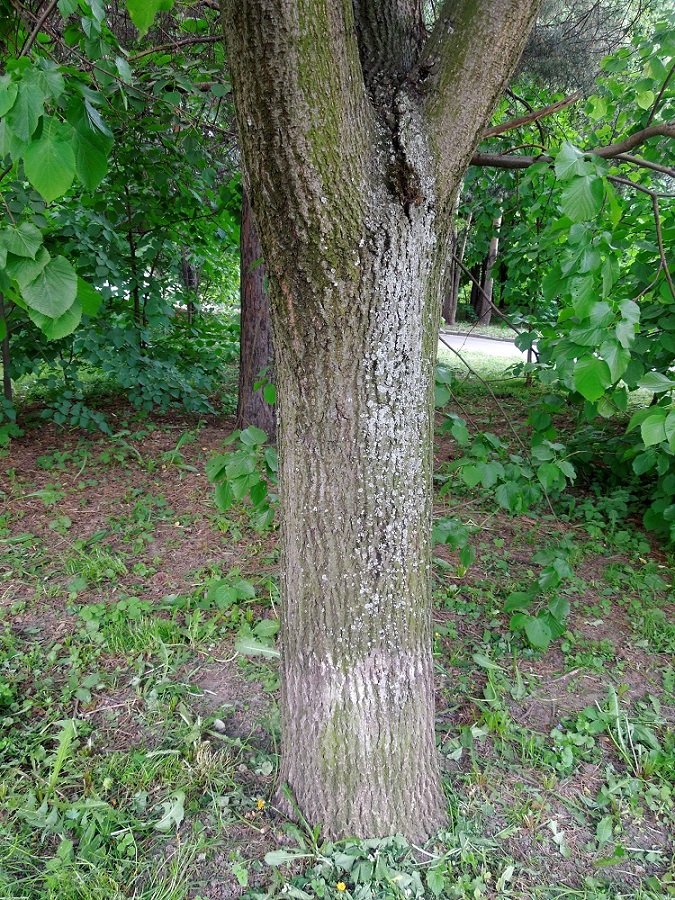 Изображение особи род Tilia.