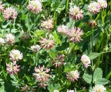 Trifolium hybridum