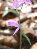 Cephalanthera rubra