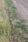 Poa angustifolia