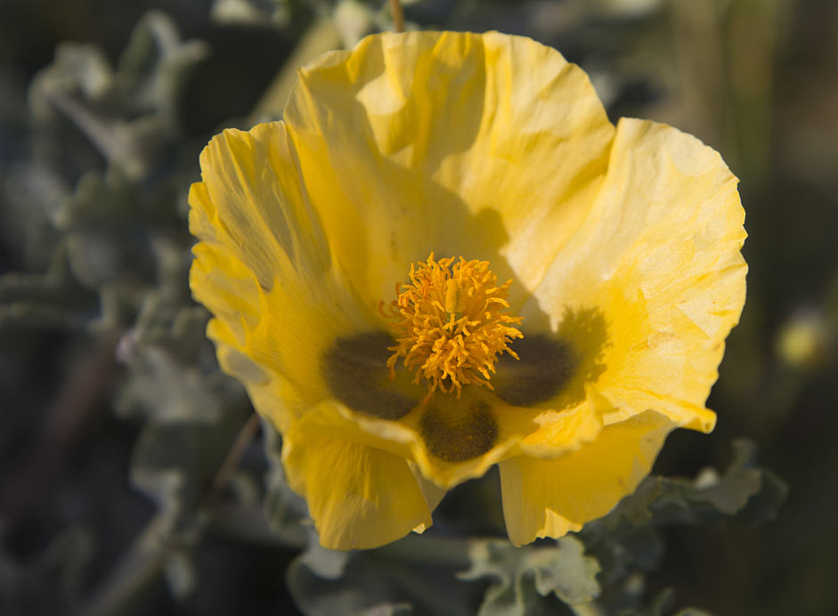 Изображение особи Glaucium flavum.