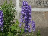 Delphinium &times; phoeniceum