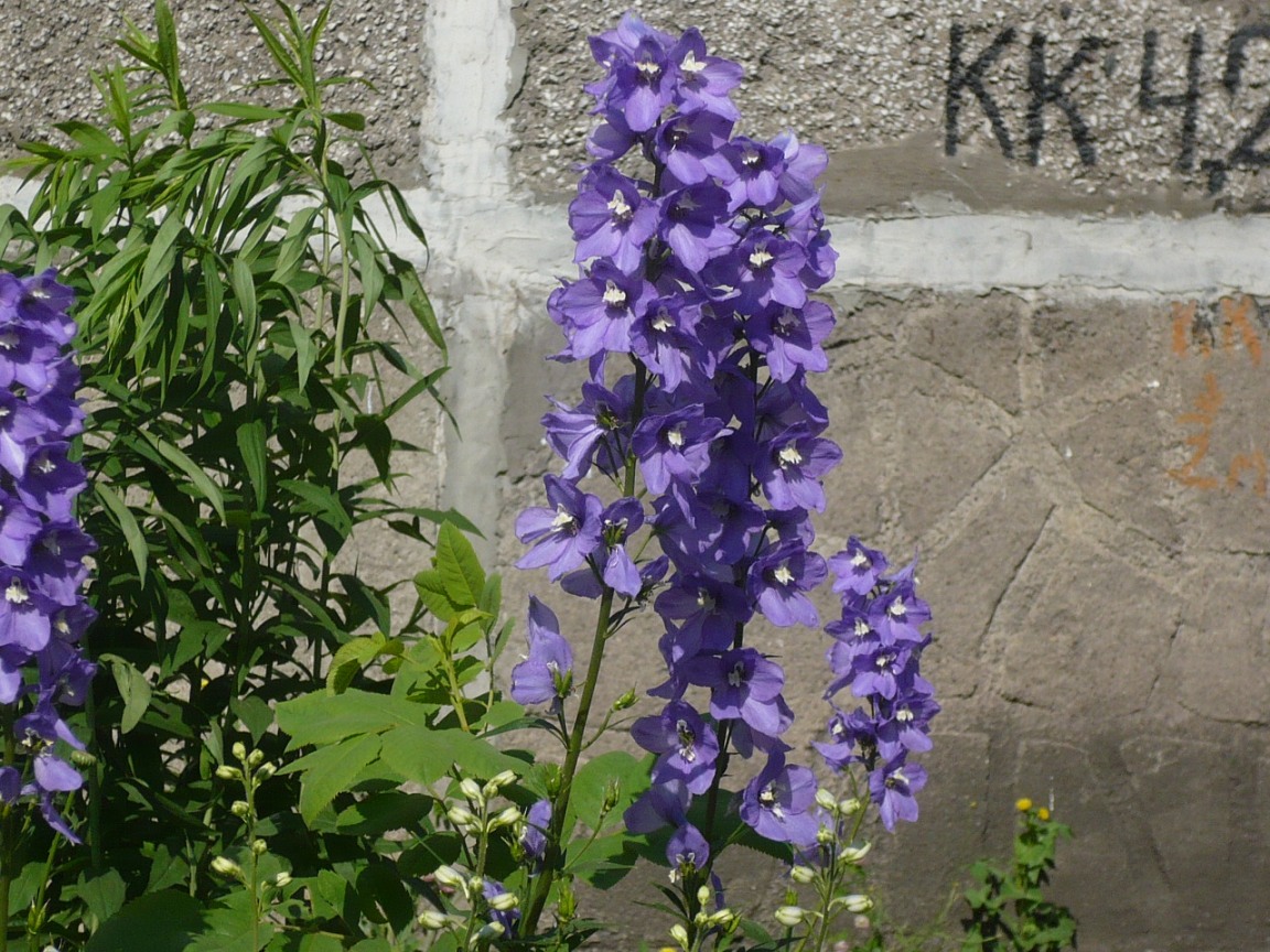 Изображение особи Delphinium &times; phoeniceum.