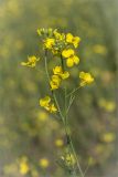 Brassica napus. Соцветия с цветками и завязавшимися плодами. Ленинградская обл., Волосовский р-н, окр. дер. Сырковицы, сельскохозяйственные посевы. 13.07.2014.