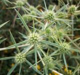 Eryngium campestre