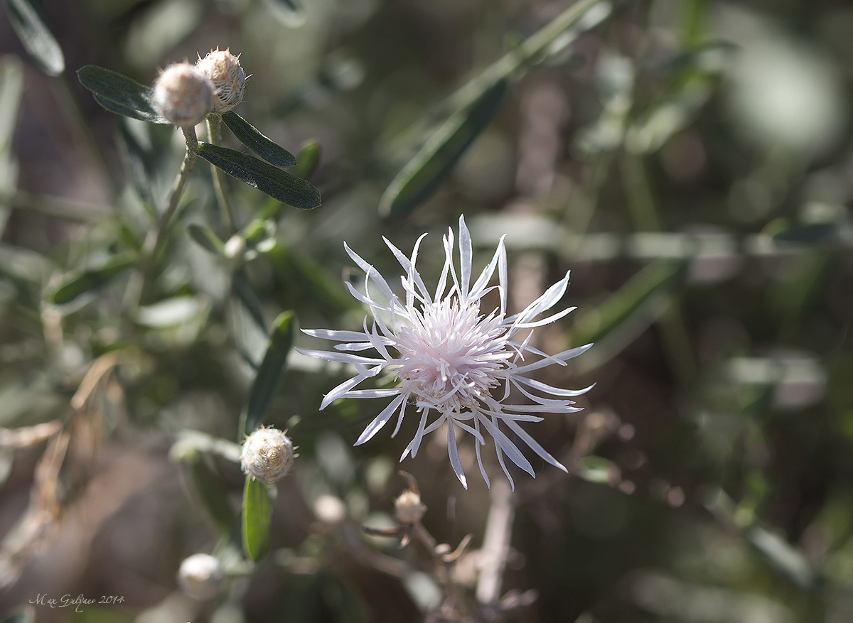 Image of genus Centaurea specimen.