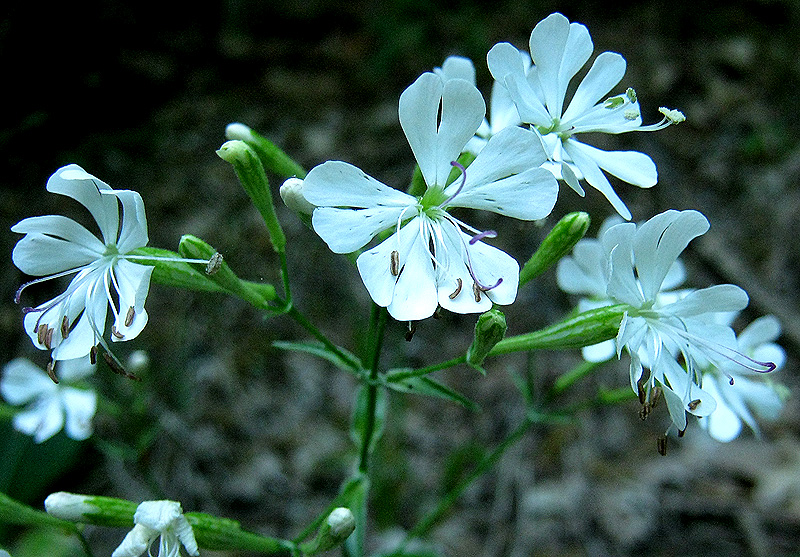 Изображение особи Silene italica.