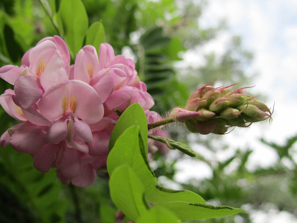 Image of Robinia viscosa specimen.