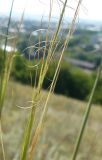 Stipa capillata