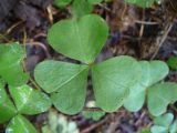 Oxalis acetosella. Лист. Санкт-Петербург, Выборгский р-н, парк «Сосновка». 26.08.2014.