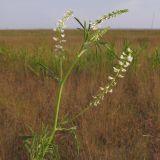 Melilotus albus. Верхушка побега с соцветиями. Краснодарский край, м/о Анапа, окр. ст. Благовещенская, Витязевский лиман, степь на берегу лимана. 07.06.2014.