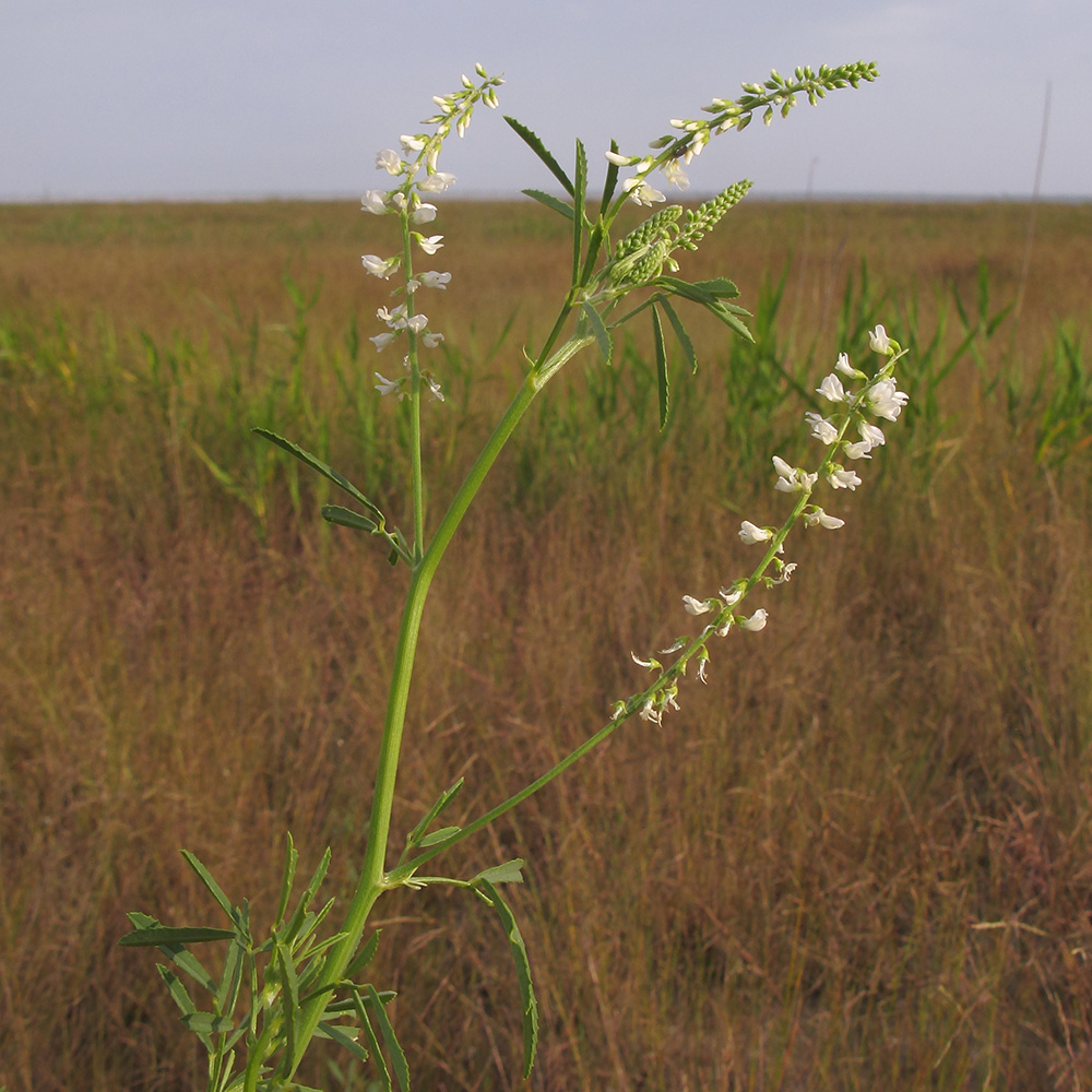 Image of Melilotus albus specimen.