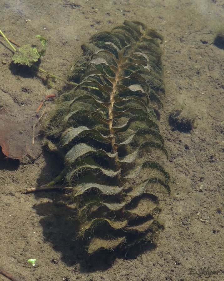 Изображение особи Potamogeton perfoliatus.