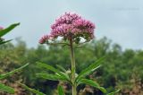 Eupatorium lindleyanum