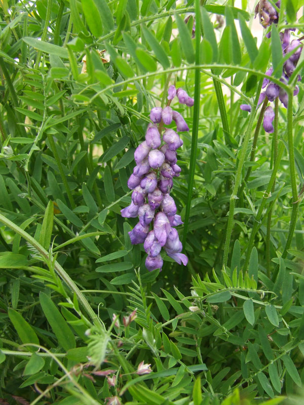 Изображение особи Vicia cracca.