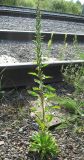 Oenothera rubricaulis. Плодоносящее растение на железнодорожной насыпи. Томская обл., окраина Томска. 08.08.2009.