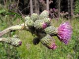 Cirsium palustre