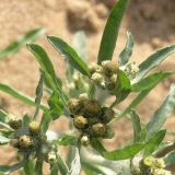 Gnaphalium uliginosum. Соцветия и листья. Ленинградская обл., Лужский р-н, окр. дер. Кемка, берег р. Луга, песчаный пляж. 11.08.2007.