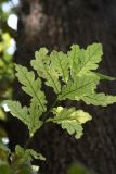 genus Quercus
